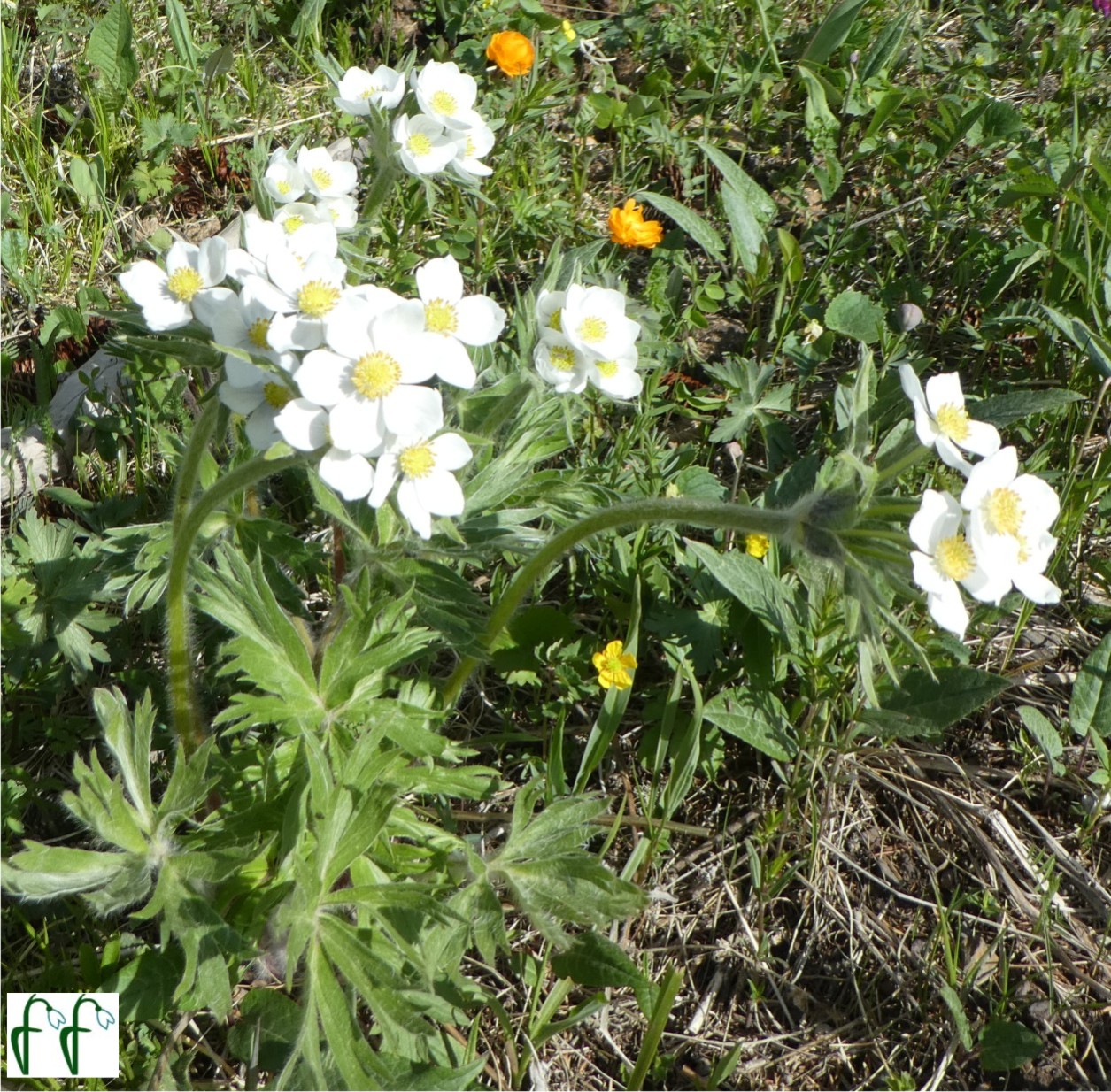 Каталог — Ветреница (анемона) длинноволосая (Anemone crinita), купить  саженцы и семена.